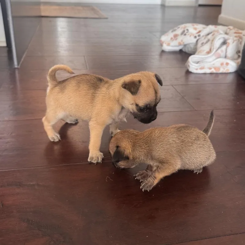 A baby small-sized female Apricot / Beige Chihuahua dog named Billy Jean for adoption in Austin, TX