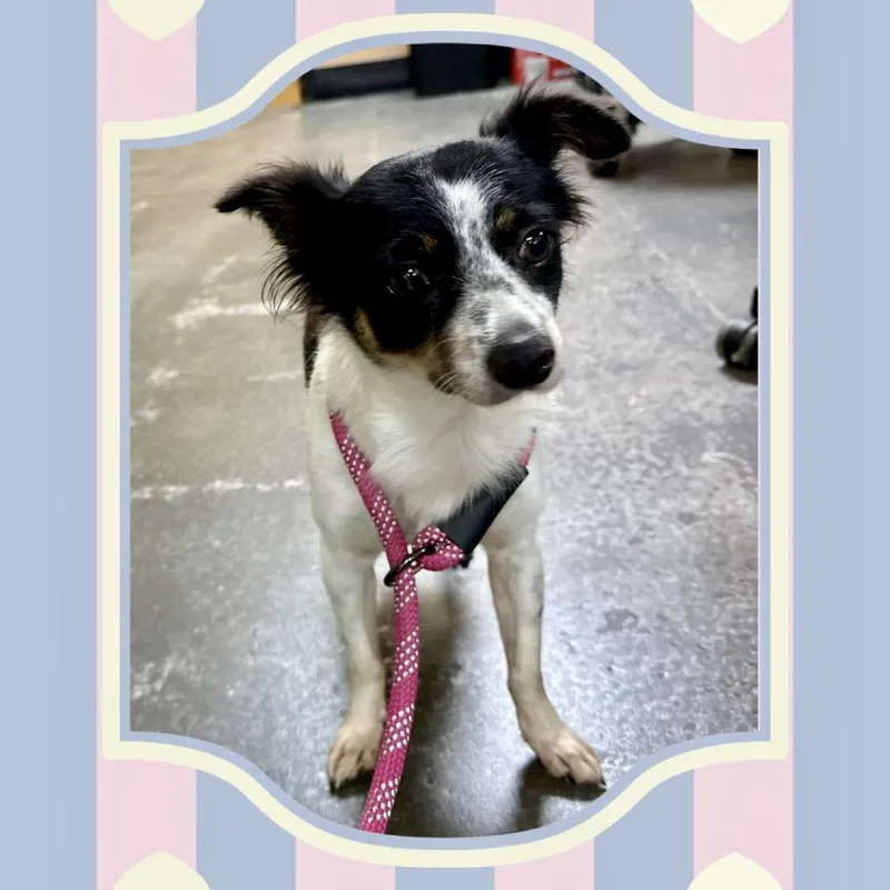 An adult small-sized female Papillon dog named Ava Jane for adoption in Tyrone, GA