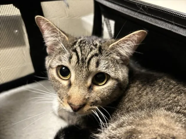 A young large-sized male Domestic Short Hair cat named Felix for adoption in Chapel Hill, NC