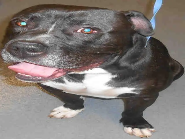 A senior medium-sized male American Staffordshire Terrier dog named Mickey for adoption in Indianapolis, IN