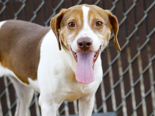 An adult medium-sized female Beagle dog named Angela for adoption in Tallahassee, FL