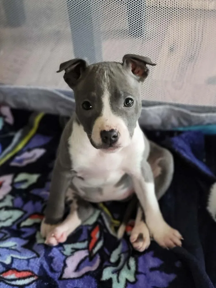 A baby medium-sized female Gray / Blue / Silver Pit Bull Terrier dog named Ophelia for adoption in Wenonah, NJ