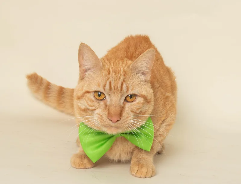 An adult medium-sized male Orange / Red Domestic Short Hair cat named Gio for adoption in Wyandotte, MI