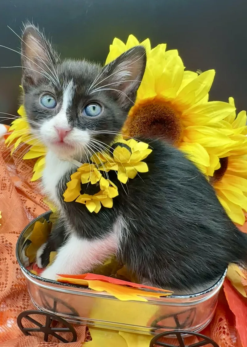 A baby small-sized male Domestic Medium Hair cat named Tommy for adoption in HUNTINGTON BEACH, CA