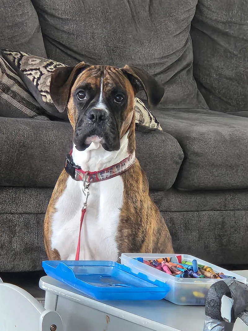 An adult medium-sized male Boxer dog named Dewey for adoption in Woodbury, MN