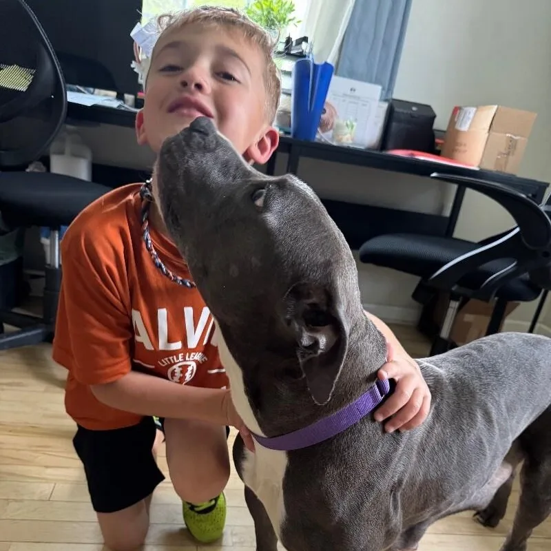 An adult medium-sized female Gray / Blue / Silver American Staffordshire Terrier dog named Maribella Made To Love for adoption in Friendswood, TX