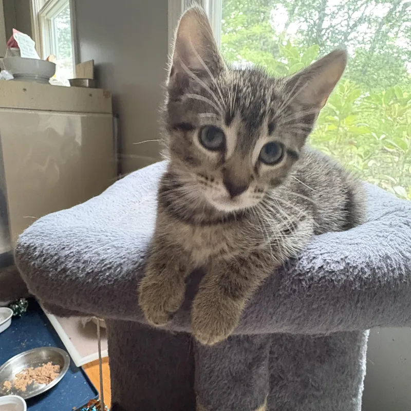 A baby medium-sized male Buff / Tan / Fawn Tabby cat named Lotus for adoption in North Kingstown, RI