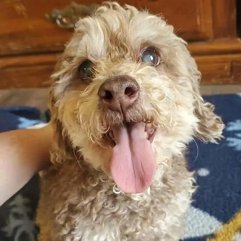 Macho Man thumbnail 2