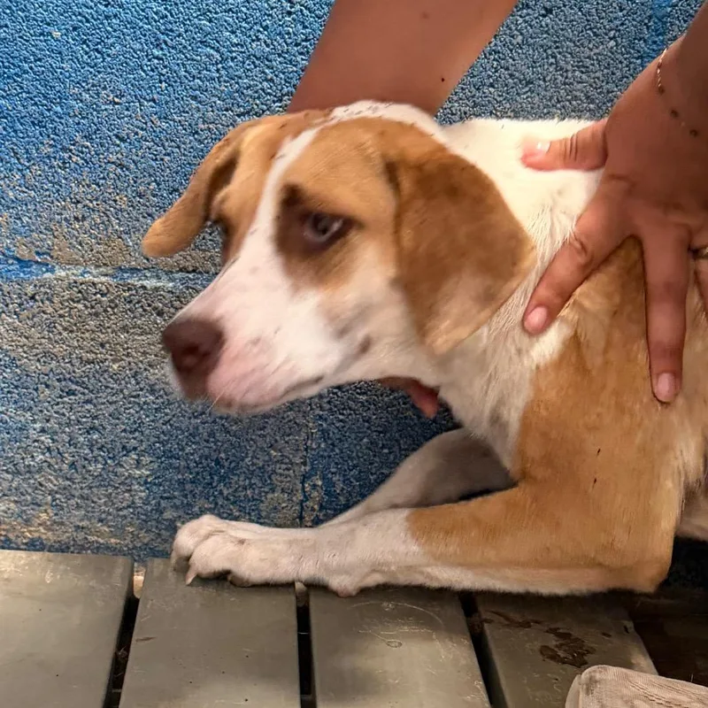 An adult medium-sized female Brown / Chocolate Shepherd dog named Bambi for adoption in Edinburg, TX