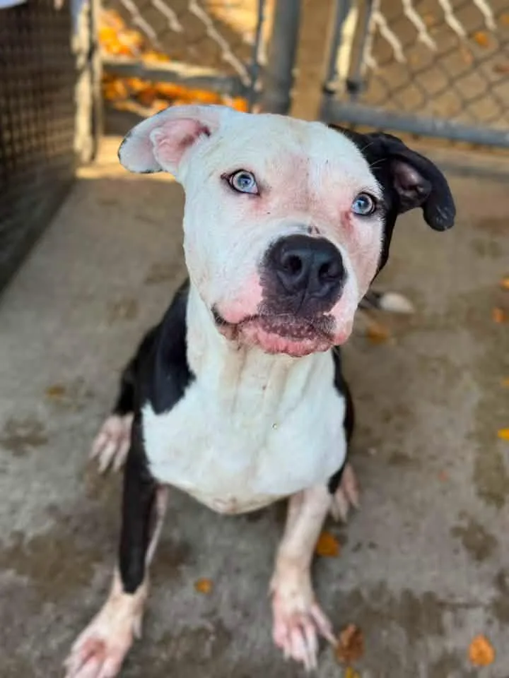 An adult medium-sized male Black Pit Bull Terrier dog named Hippo for adoption in Chicago, IL