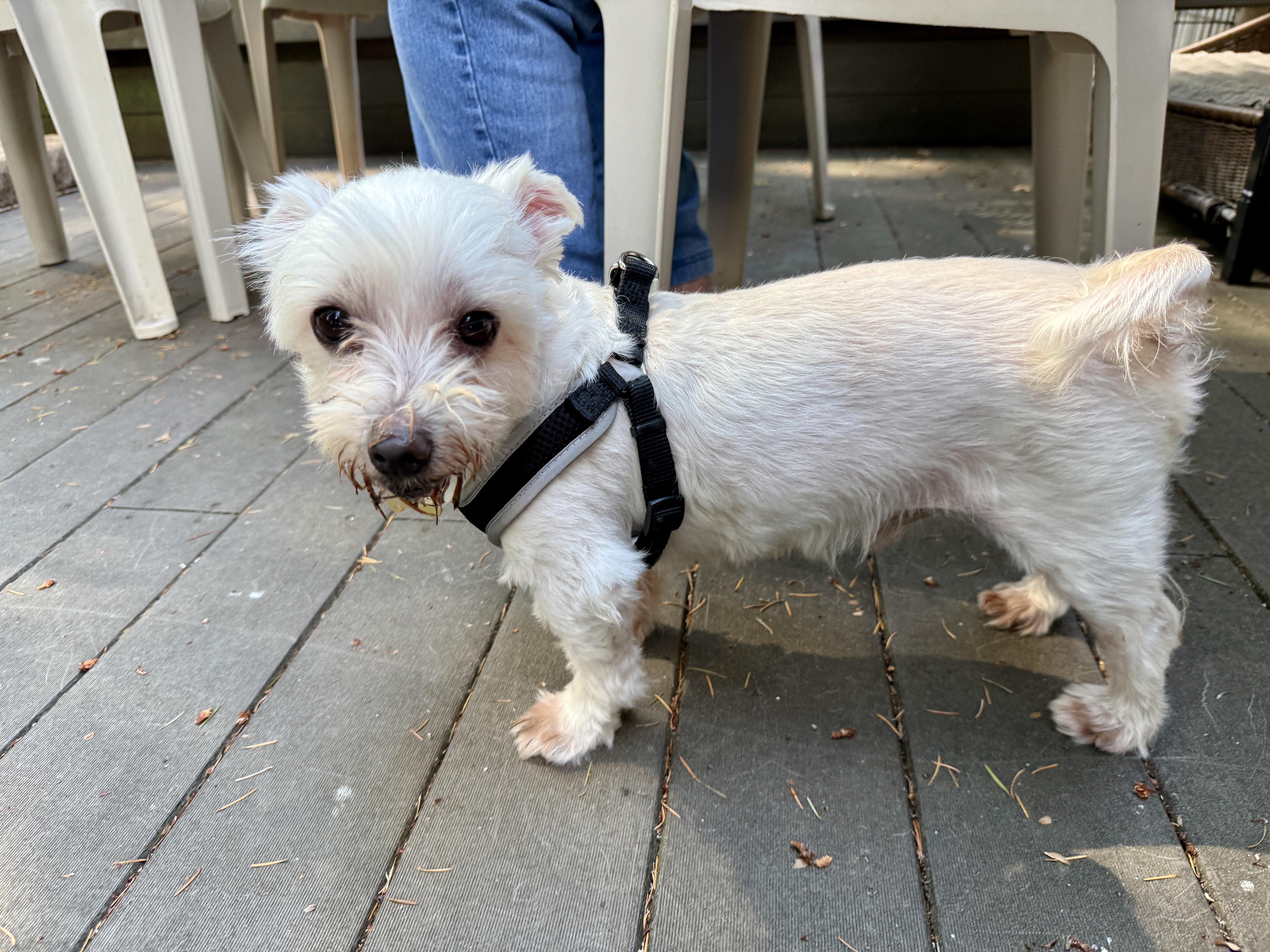 An adult small-sized male West Highland White Terrier / Westie dog named Casper for adoption in Gig Harbor, WA