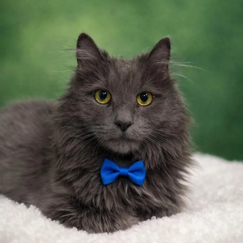 A senior medium-sized male Gray / Blue / Silver Domestic Long Hair cat named Greg for adoption in Binghamton, NY