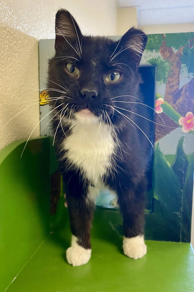 Lucky Charms thumbnail 2