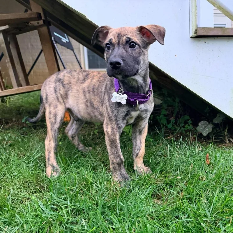 A baby medium-sized male Terrier dog named Chandler for adoption in Jarrettsville, MD