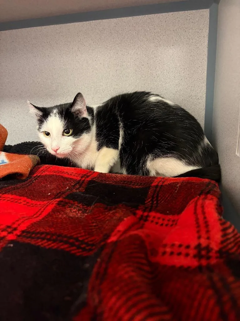A young large-sized female Domestic Short Hair cat named Angelique for adoption in Liverpool, NY