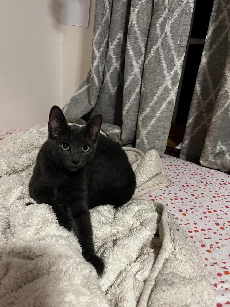 A baby small-sized male Domestic Short Hair cat named Pinto for adoption in Duxbury, MA