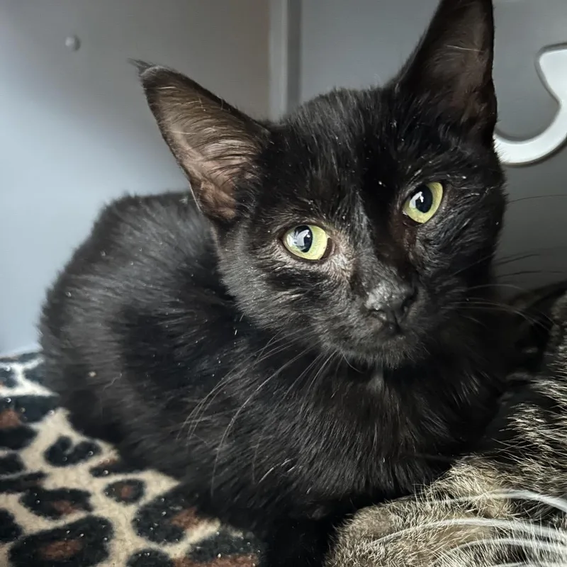 A baby small-sized female Domestic Short Hair cat named Spooky for adoption in Watertown, NY