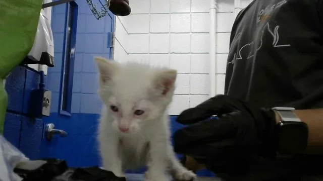 A baby small-sized male Domestic Short Hair cat named Simba for adoption in Albuquerque, NM