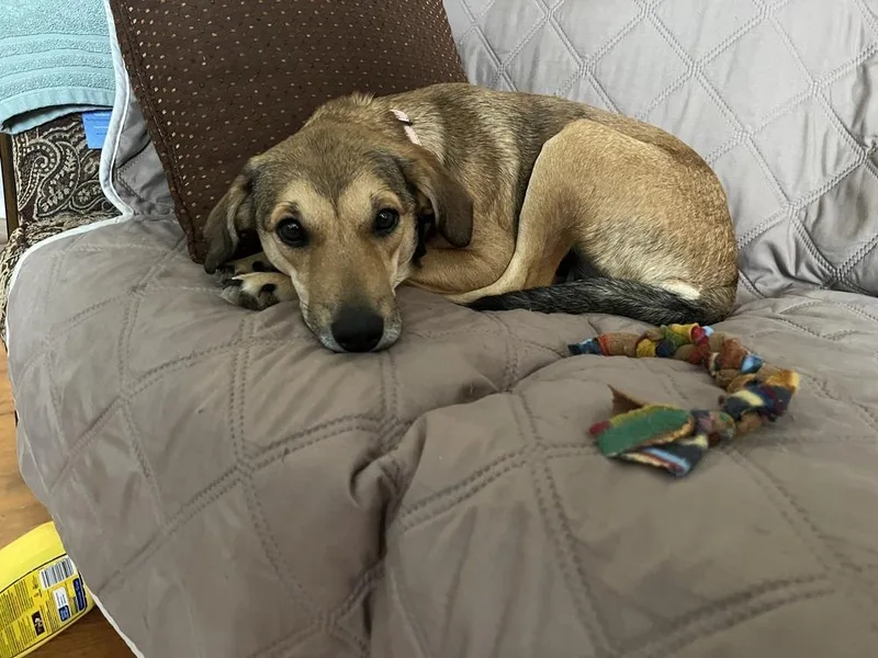 An adult medium-sized female Shepherd dog named Holly for adoption in Lansing, MI
