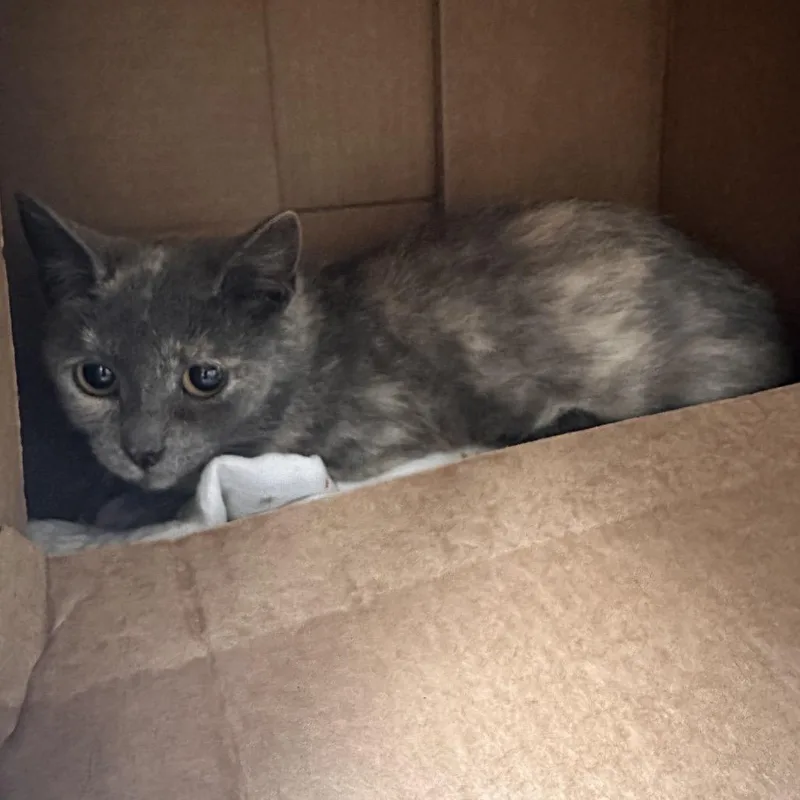 An adult medium-sized female Tortoiseshell Domestic Short Hair cat named Pepper for adoption in East Smithfield , PA