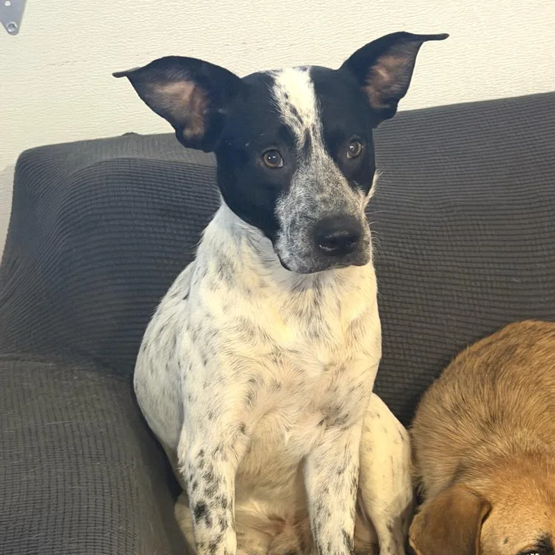 A young medium-sized male Cattle Dog dog named Collin for adoption in Dallas, TX