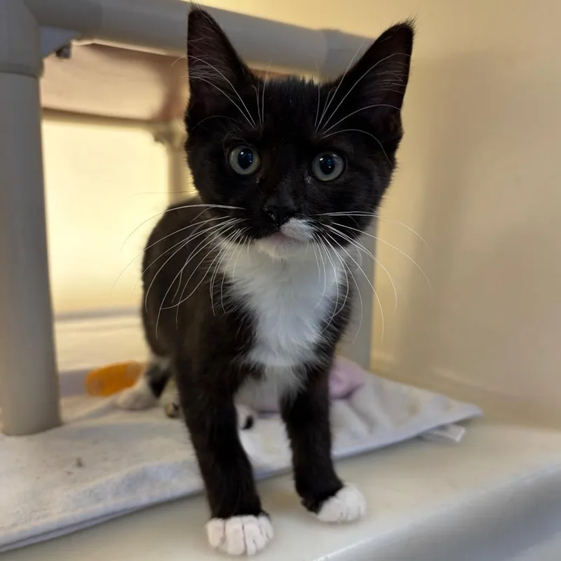 A baby small-sized female Black Domestic Medium Hair cat named Regina for adoption in Harrisonburg, VA