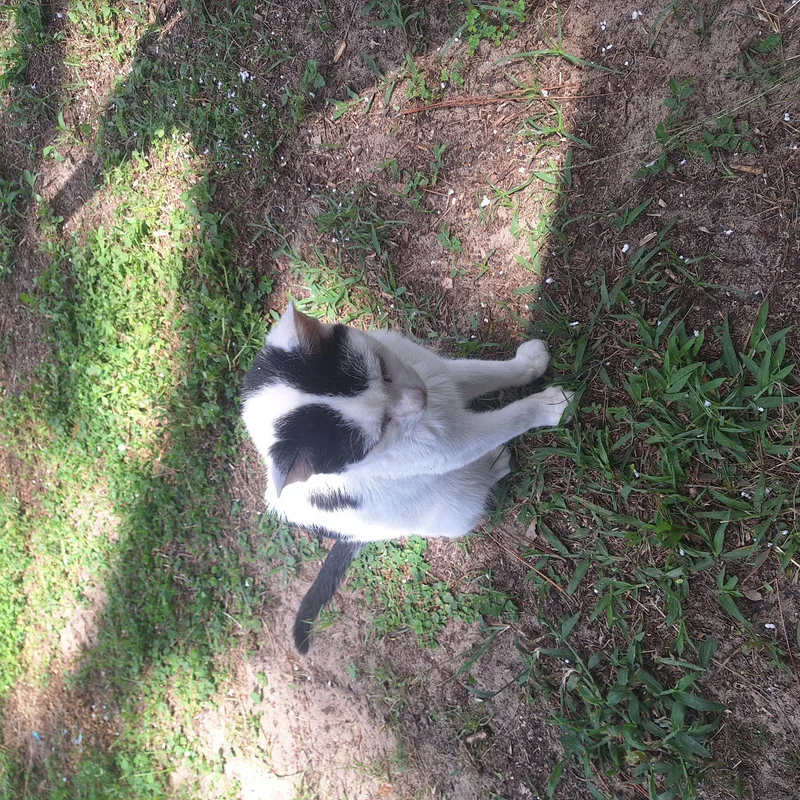 An adult medium-sized male Black & White / Tuxedo Devon Rex cat named Calvin for adoption in Polk city, FL