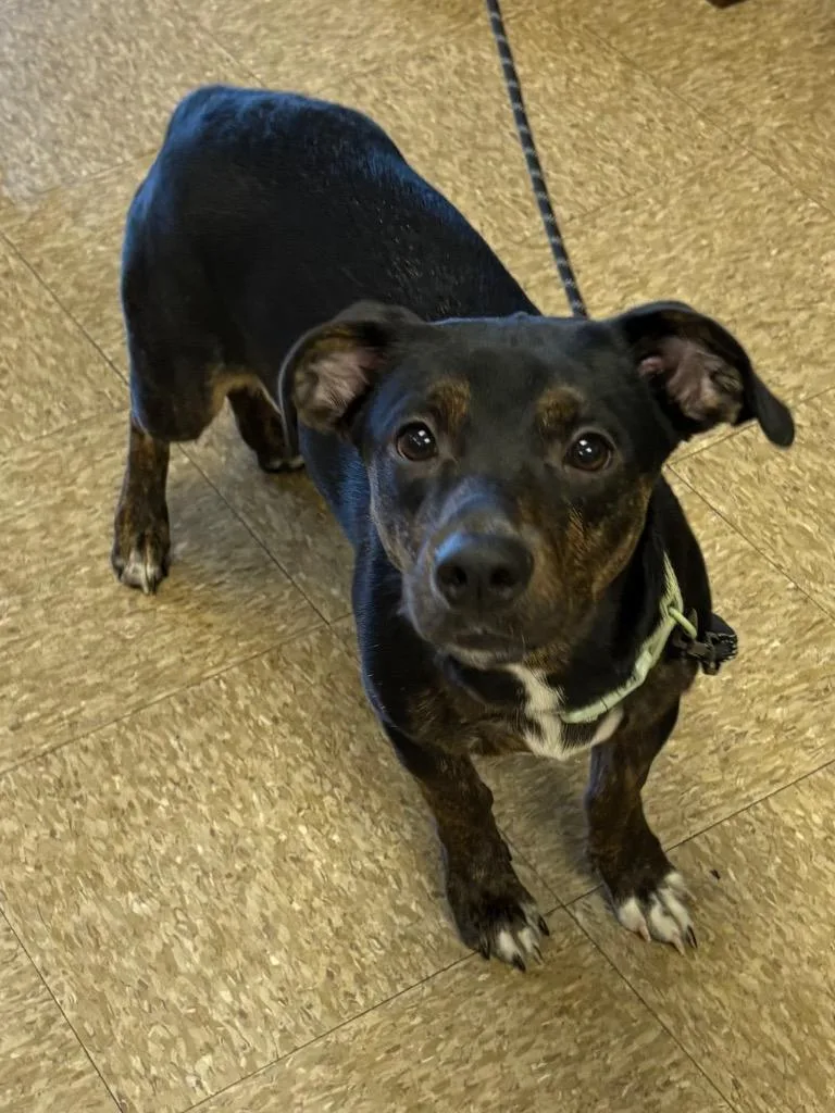 A baby medium-sized female Dachshund dog named Jaqueline from FinanceNOLA for adoption in Nacogdoches, TX