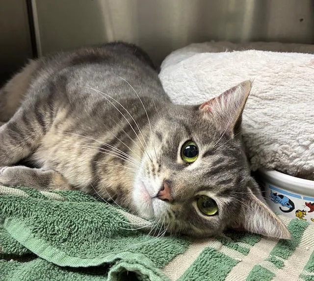 A young medium-sized female Tabby (Gray / Blue / Silver) Tabby cat named Aria  Bonded Pair for adoption in Canoga Park, CA