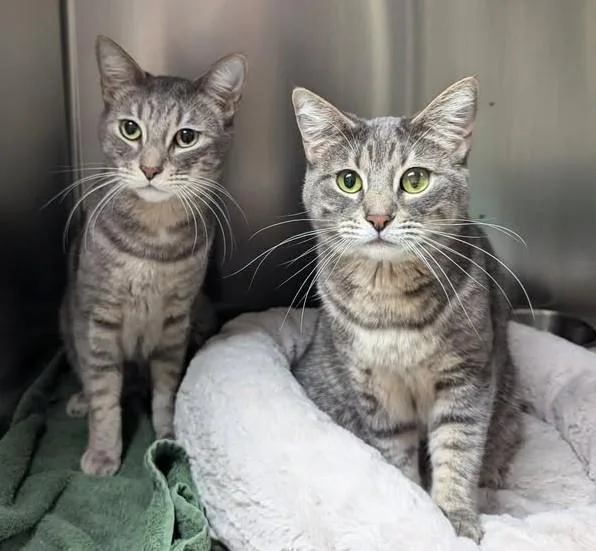 Aria  Bonded Pair thumbnail 3