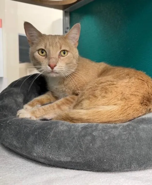 An adult medium-sized male Domestic Short Hair cat named Freddie for adoption in Naples, FL