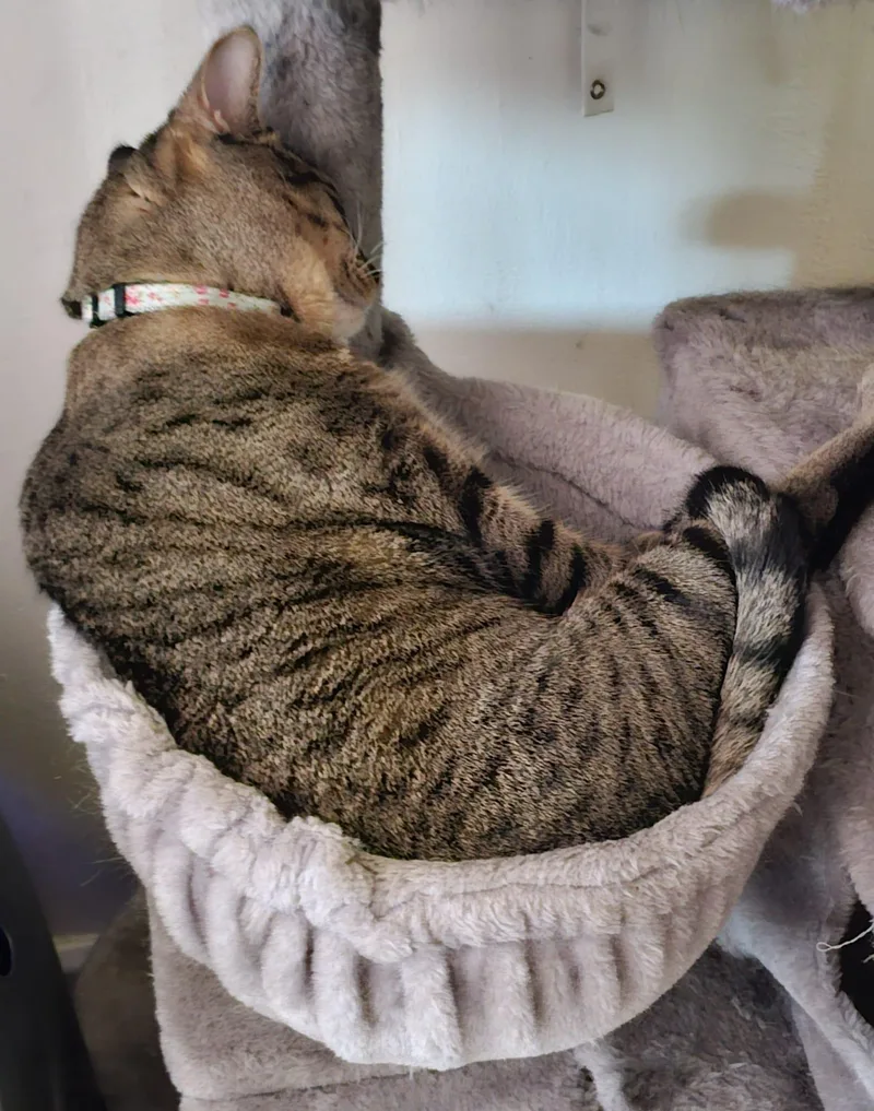 An adult medium-sized female Tabby cat named Tiger for adoption in Bayonne, NJ