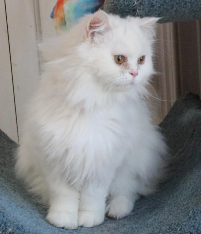 An adult medium-sized female Cream / Ivory Persian cat named Lara for adoption in WOLCOTT, CT