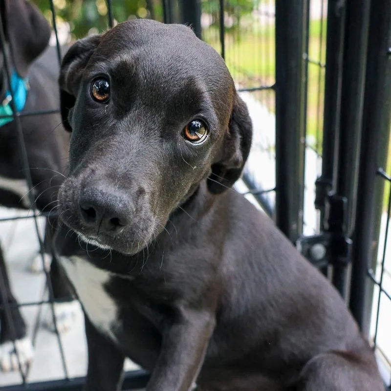 A baby medium-sized female Black Mixed Breed dog named Plum for adoption in Bradenton, FL