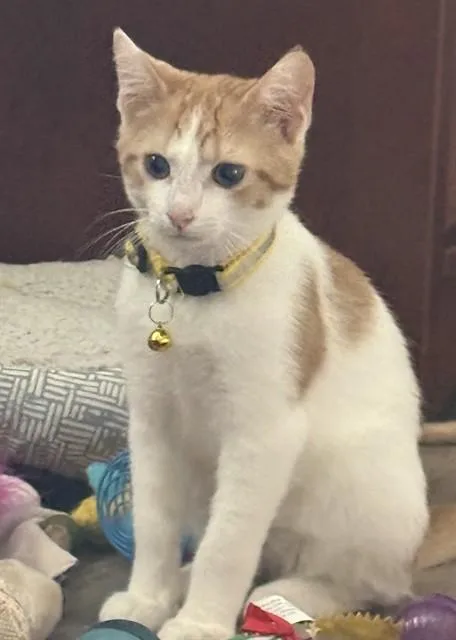 A baby small-sized male Domestic Short Hair cat named Lane for adoption in Westminster, MD