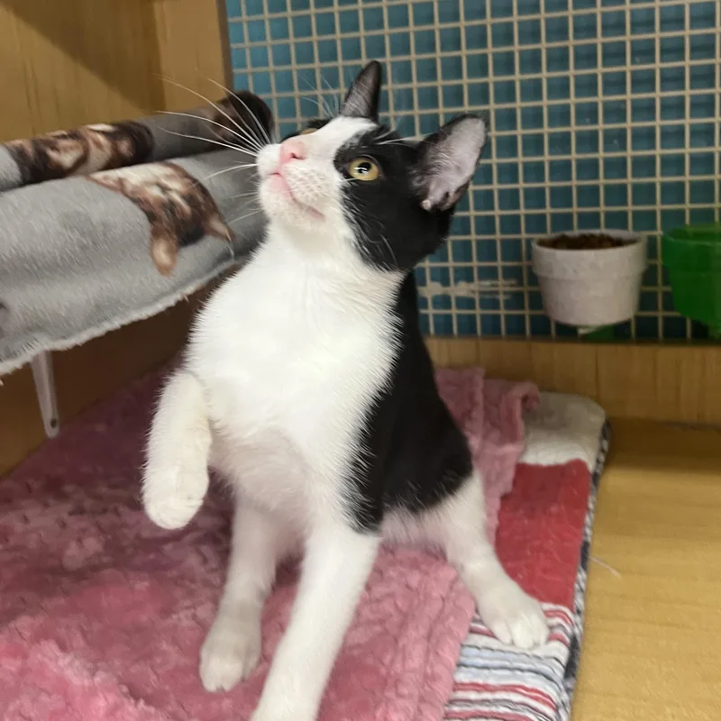 A baby small-sized male Black & White / Tuxedo Domestic Short Hair cat named Taro for adoption in Manhattan, KS