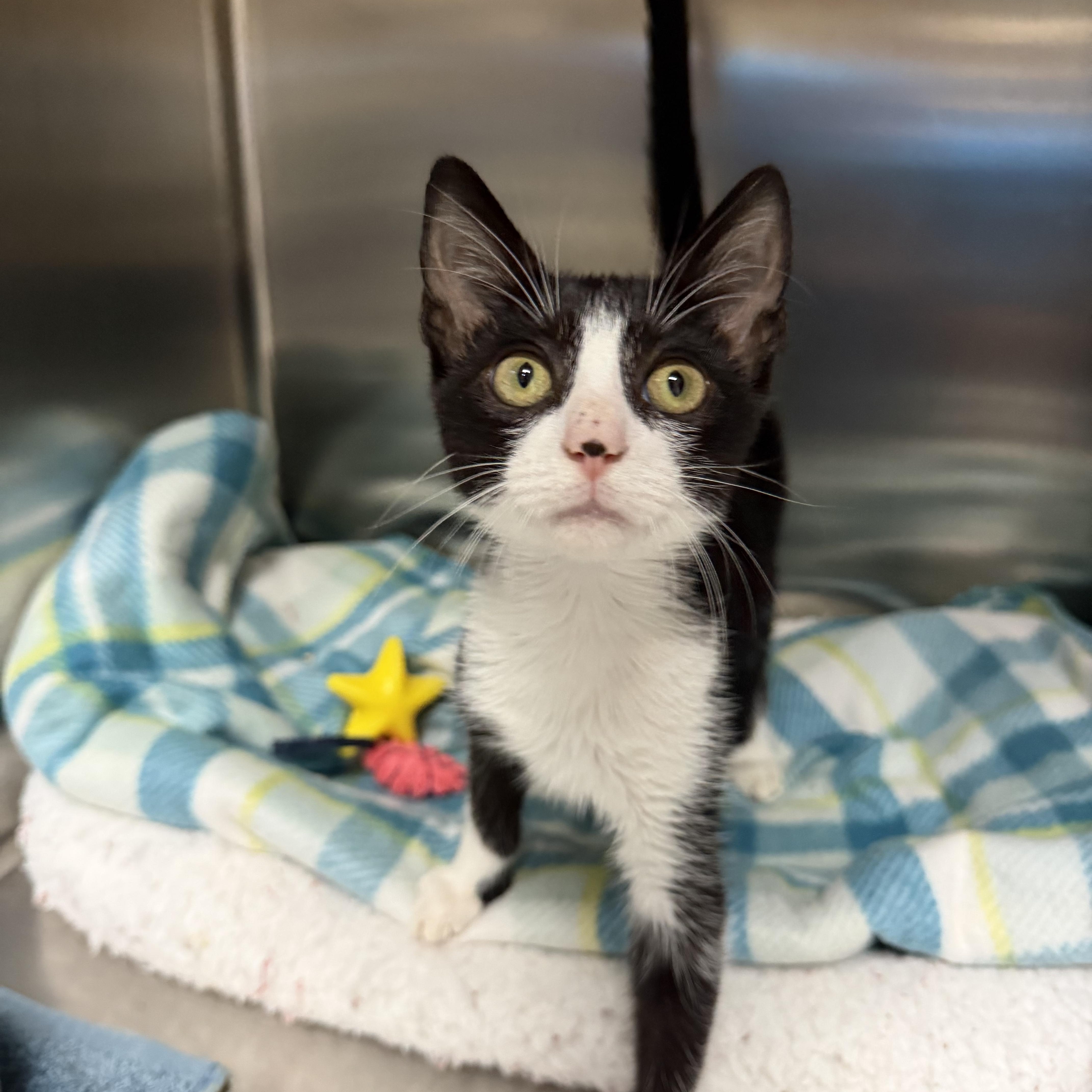 A young medium-sized male Black & White / Tuxedo Domestic Short Hair cat named Fritter for adoption in Collierville, TN