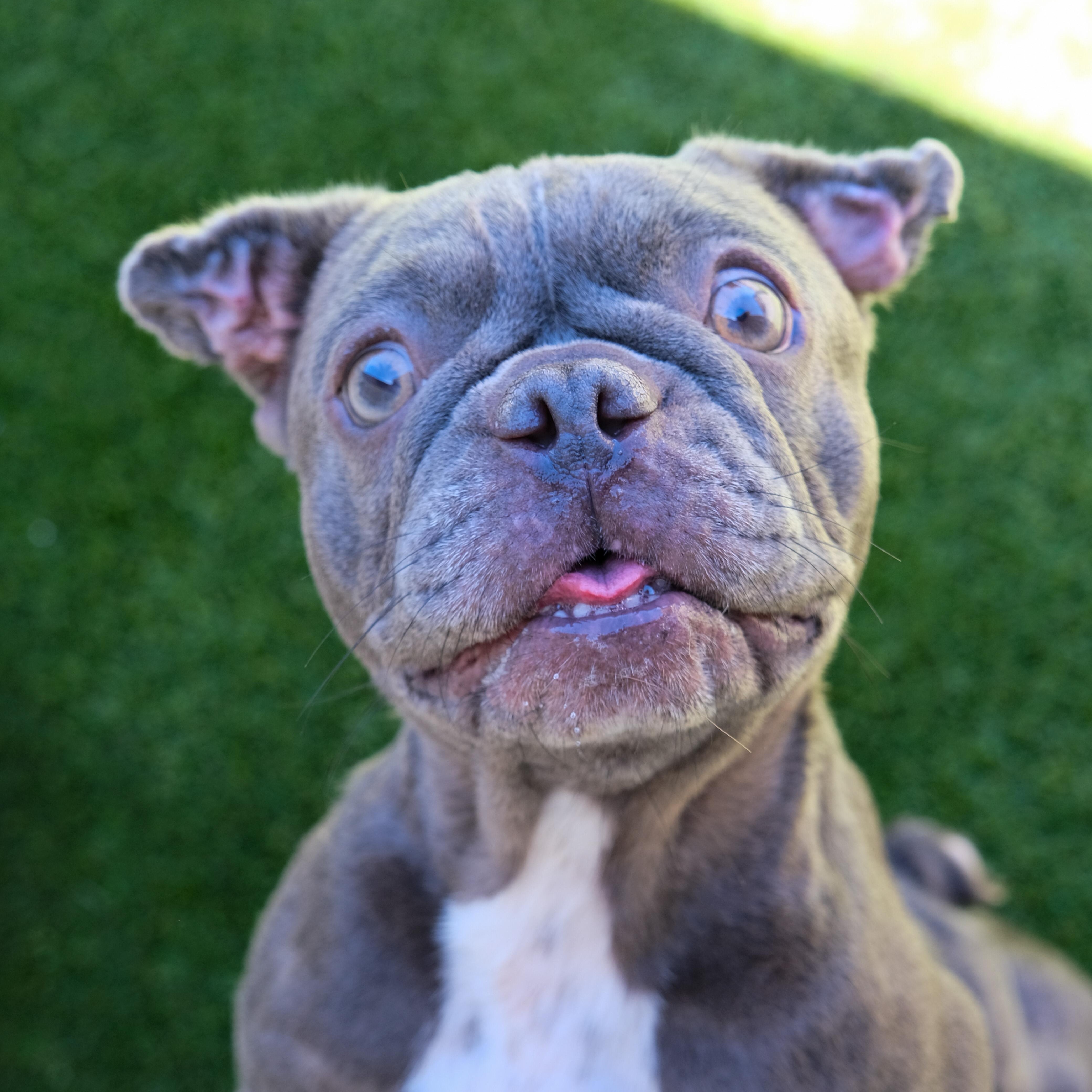 A young small-sized female Gray / Blue / Silver French Bulldog dog named Cash for adoption in Newport Beach, CA