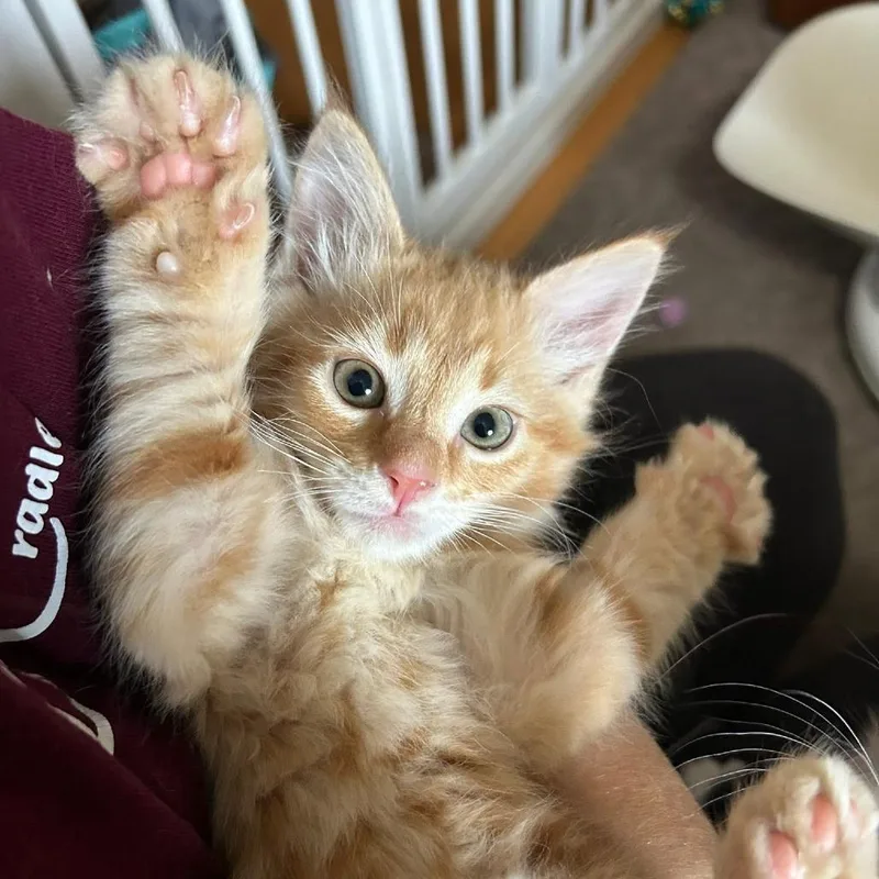 A baby small-sized male Orange / Red Domestic Medium Hair cat named Rudy for adoption in Harrisonburg, VA