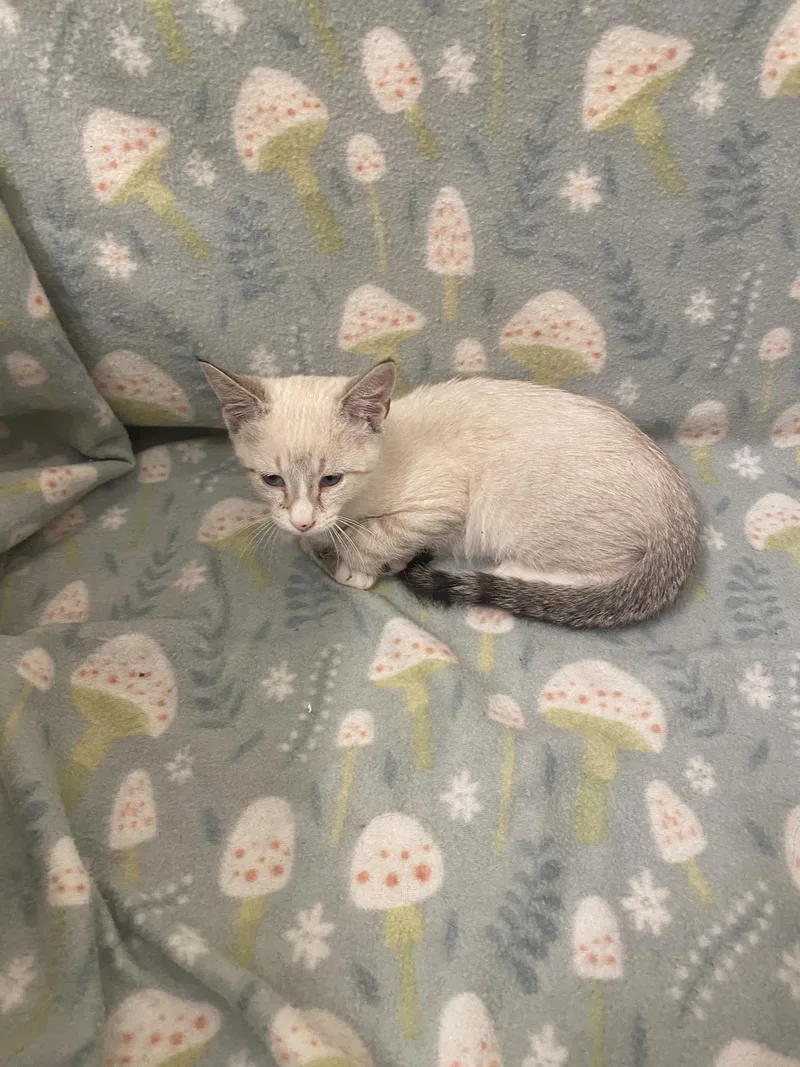 A young medium-sized male Siamese cat named Orbit for adoption in Mobile, AL