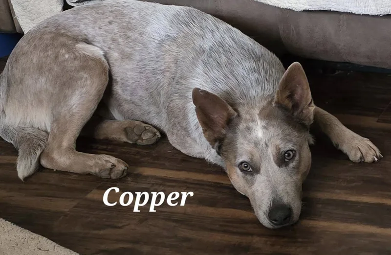 Copper