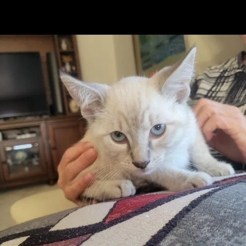 A baby small-sized male Cream / Ivory Domestic Short Hair cat named Ringo for adoption in Ashland, OR