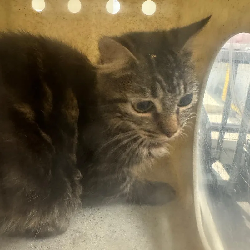An adult small-sized female Domestic Medium Hair cat named Kotoha for adoption in Columbiana, AL