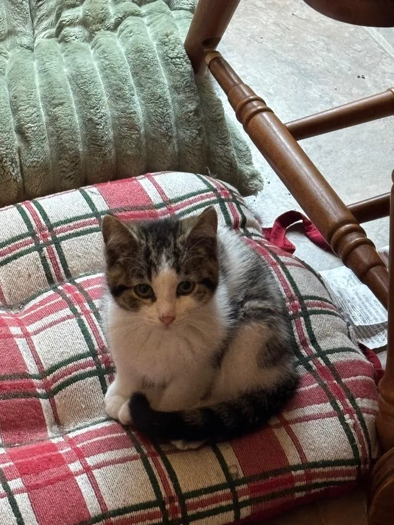 A baby small-sized male Domestic Short Hair cat named Tofu for adoption in Gorham, ME