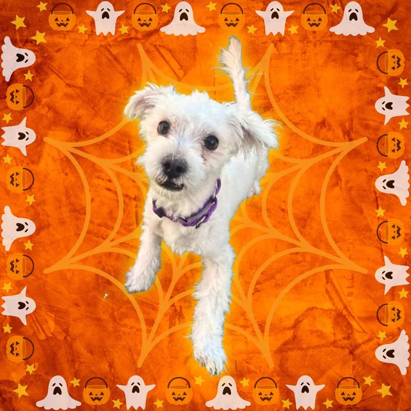 A young small-sized male Miniature Schnauzer dog named Scout for adoption in Tempe, AZ