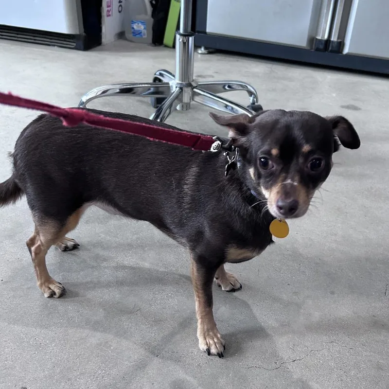 An adult small-sized male Chihuahua dog named Buddy for adoption in Prescott, AZ