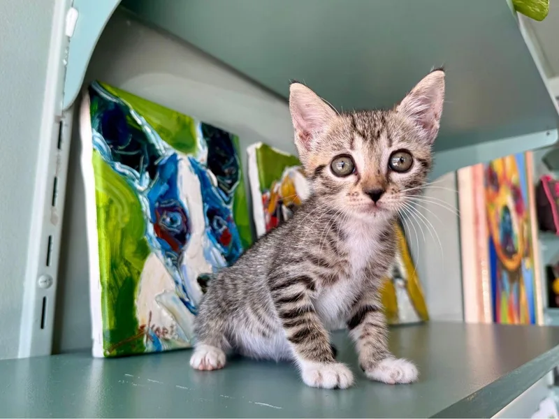 A young medium-sized female Gray / Blue / Silver Domestic Short Hair cat named Countess Cacula for adoption in San Antonio, TX