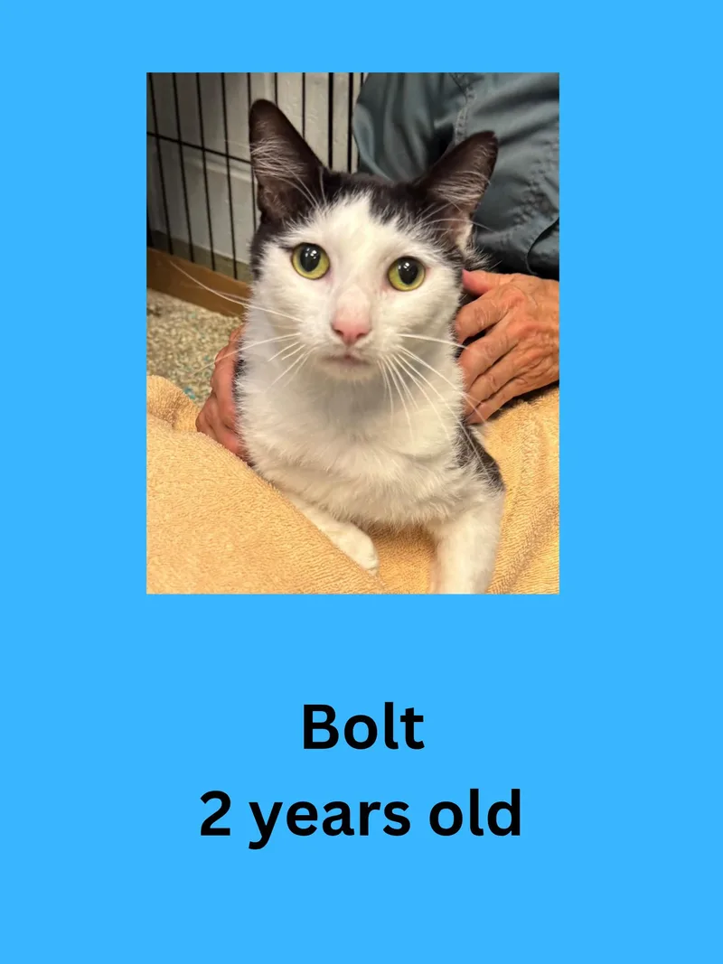 An adult medium-sized male Black & White / Tuxedo Domestic Short Hair cat named Bolt for adoption in Ravenna, OH
