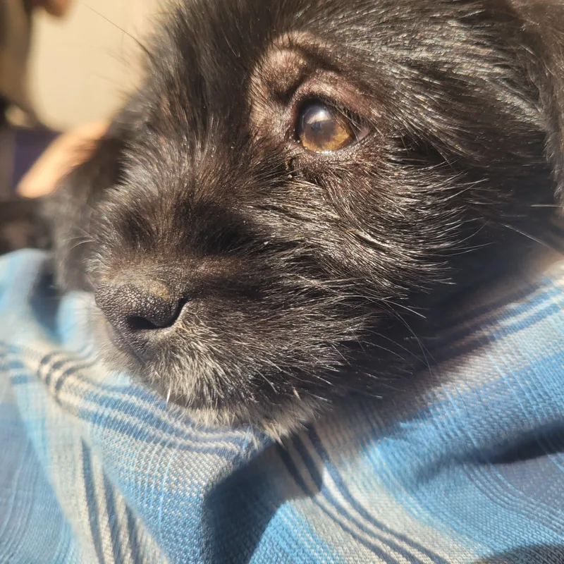 A baby small-sized female Black Wirehaired Terrier dog named Elmira for adoption in California Hot Springs, CA