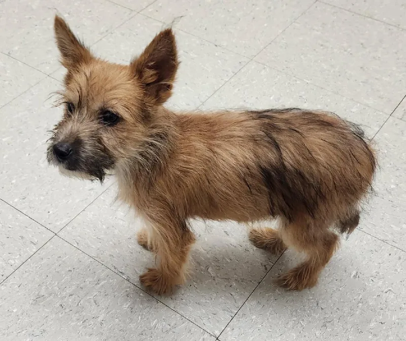 A young small-sized male Australian Terrier dog named Archie for adoption in Honeoye Falls, NY
